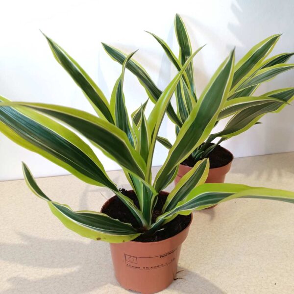 Dracaena Lemon Lime (dracena)