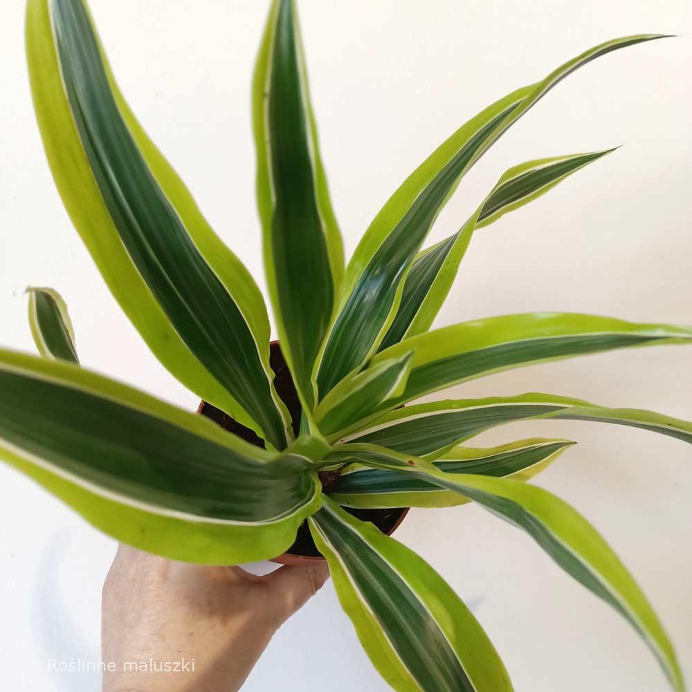 Dracaena Lemon Lime (dracena)