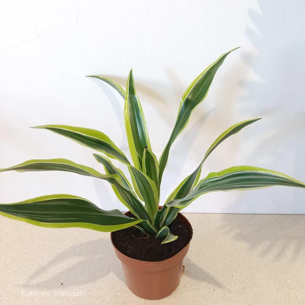 Dracaena Lemon Lime (dracena)
