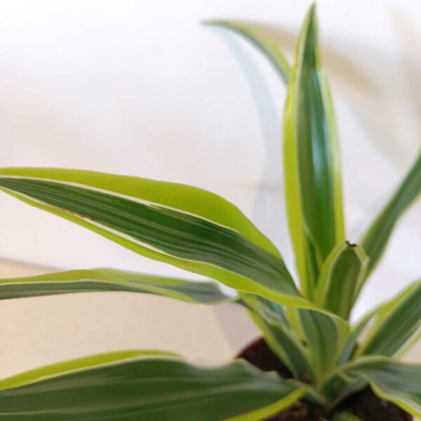 Dracaena Lemon Lime (dracena)