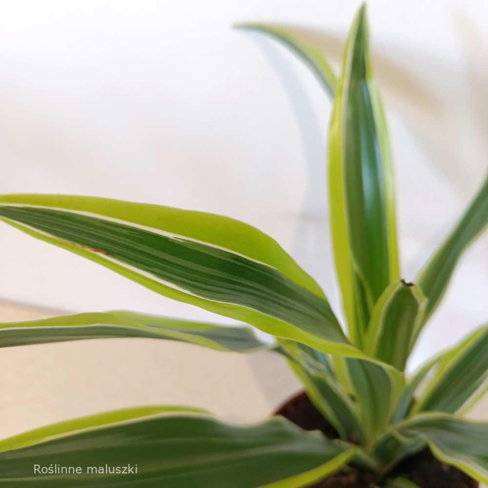 Dracaena Lemon Lime (dracena)
