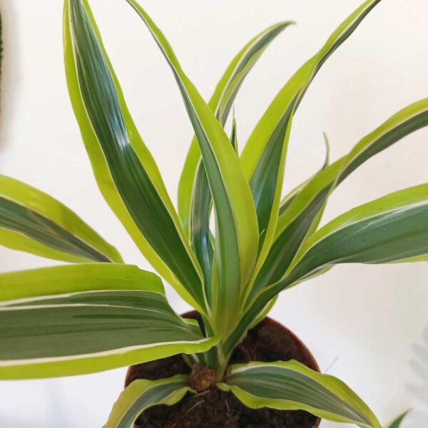 Dracaena Lemon Lime (dracena)