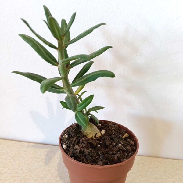 Pachypodium Bispinosum-żywy sukulent