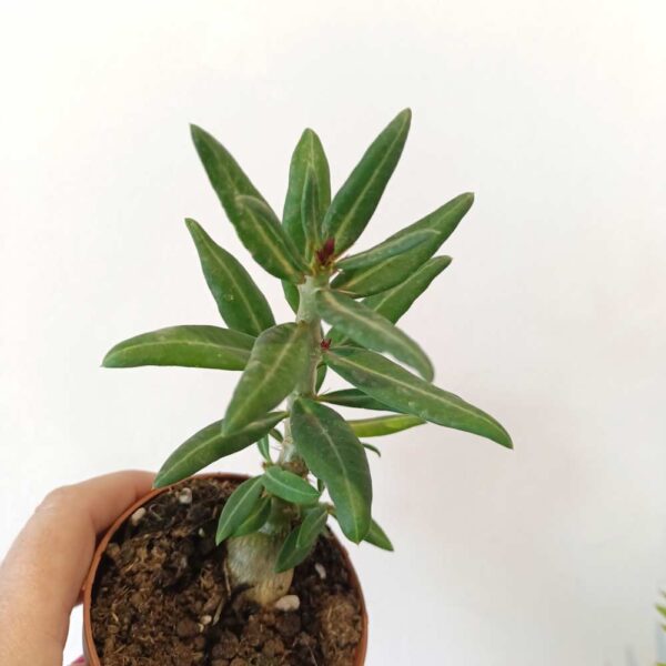Pachypodium Bispinosum-żywy sukulent