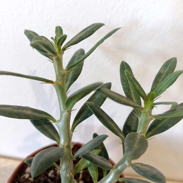 Pachypodium Bispinosum-żywy sukulent