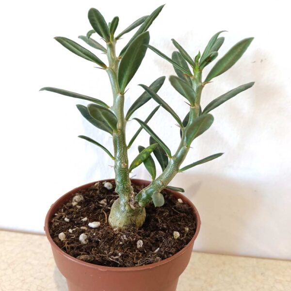 Pachypodium Bispinosum-żywy sukulent