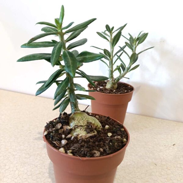 Pachypodium Bispinosum-żywy sukulent
