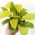 Filodendron Malaya Gold