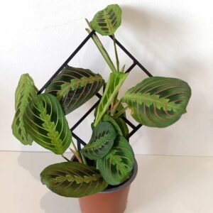 Podpórka do roślin 3D