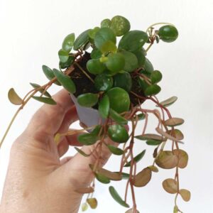 Peperomia Pepperspot