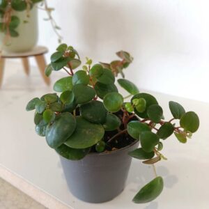 Peperomia Pepperspot