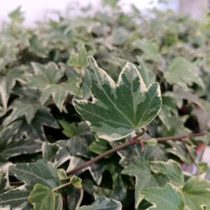 Hedera White Ripple-bluszcz