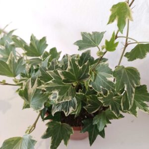 Hedera White Ripple-bluszcz