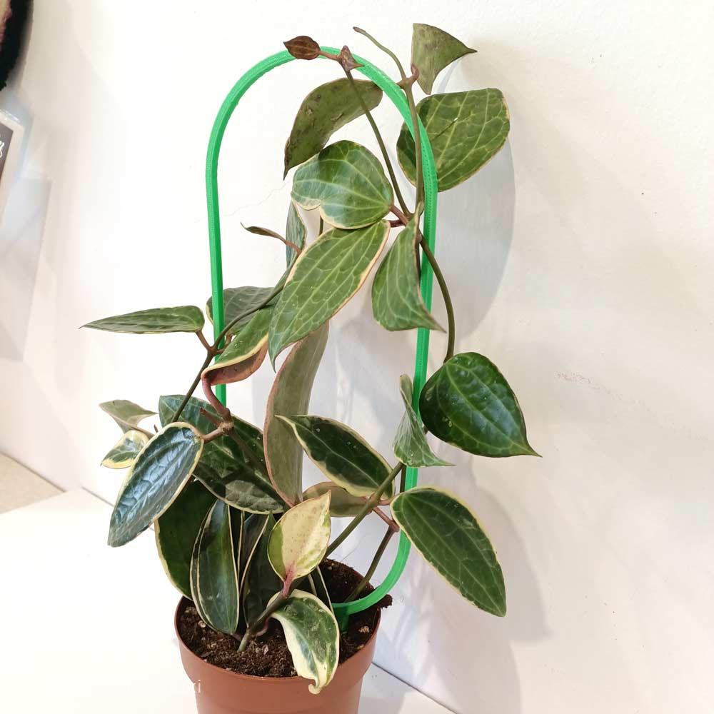 Hoya macrophylla Albomarginata+podpórka