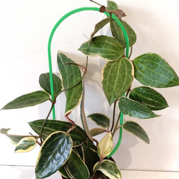 Hoya macrophylla Albomarginata+podpórka