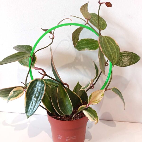 Hoya macrophylla Albomarginata+podpórka
