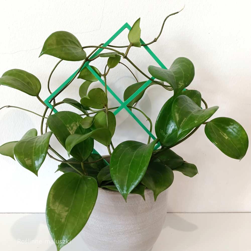 Hoya Quinquenervia+podpórka