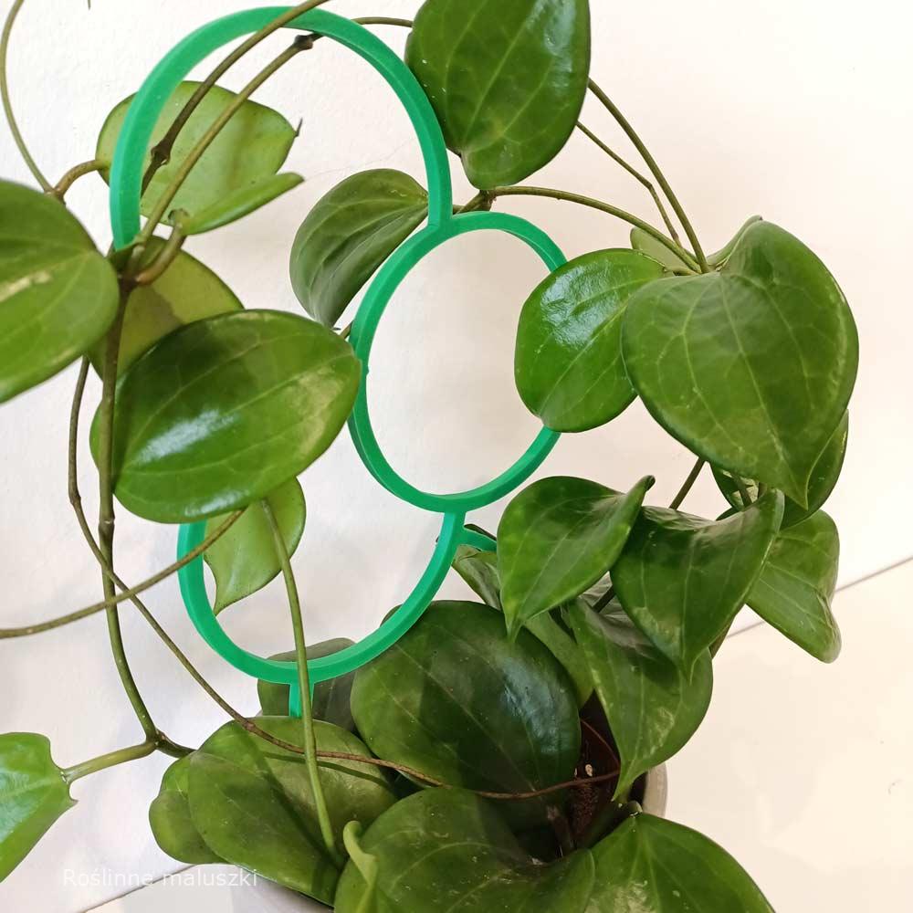 Hoya Quinquenervia+podpórka