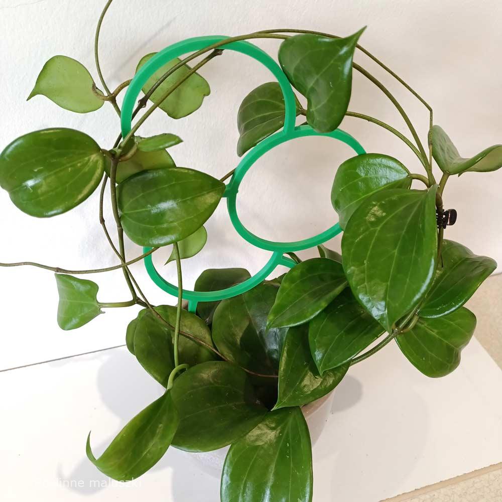 Hoya Quinquenervia+podpórka