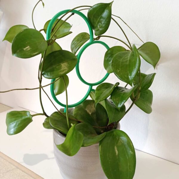 Hoya Quinquenervia+podpórka