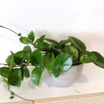 Hoya Freckles Splash+podpórka