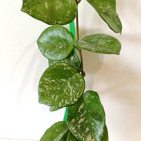 Hoya Freckles Splash+podpórka