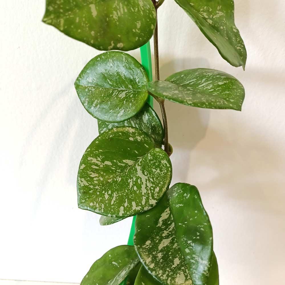 Hoya Freckles Splash+podpórka