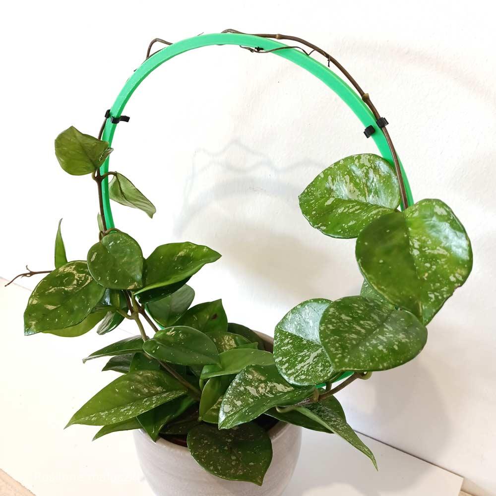 Hoya Freckles Splash+podpórka