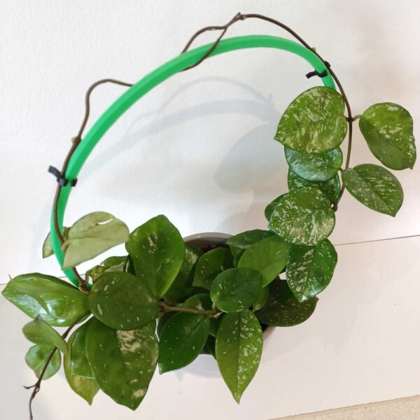 Hoya Freckles Splash+podpórka