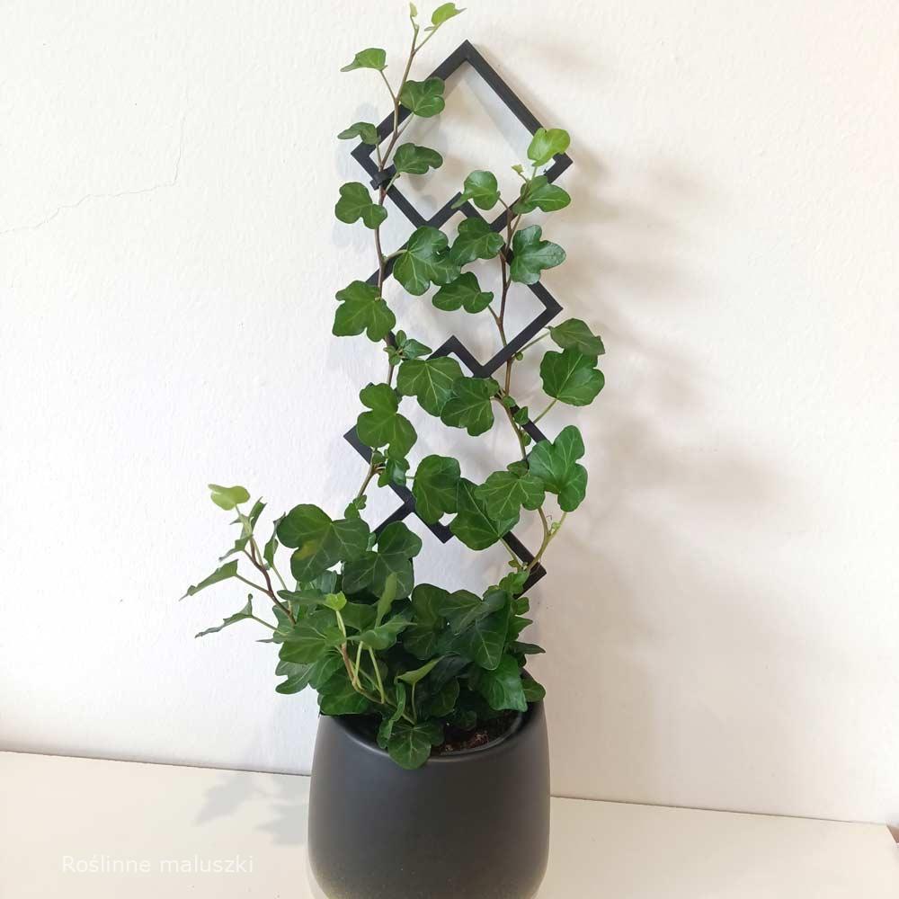 Podpórka do roślin Rombo