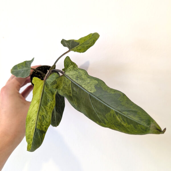 Alokazja Lauterbachiana variegata