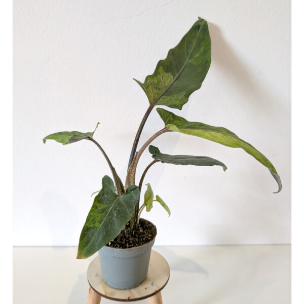 Alokazja Lauterbachiana variegata
