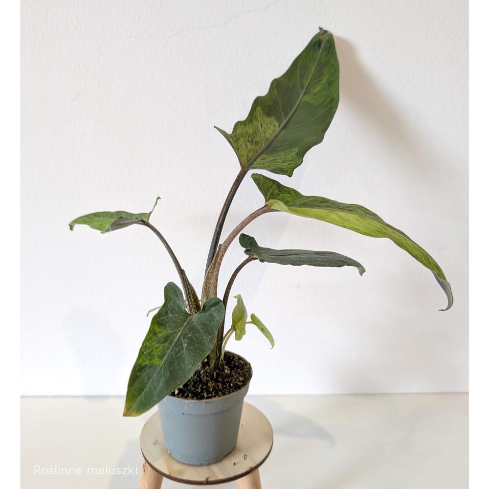 Alokazja Lauterbachiana variegata