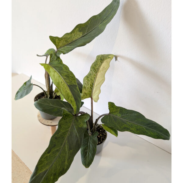 Alokazja Lauterbachiana variegata