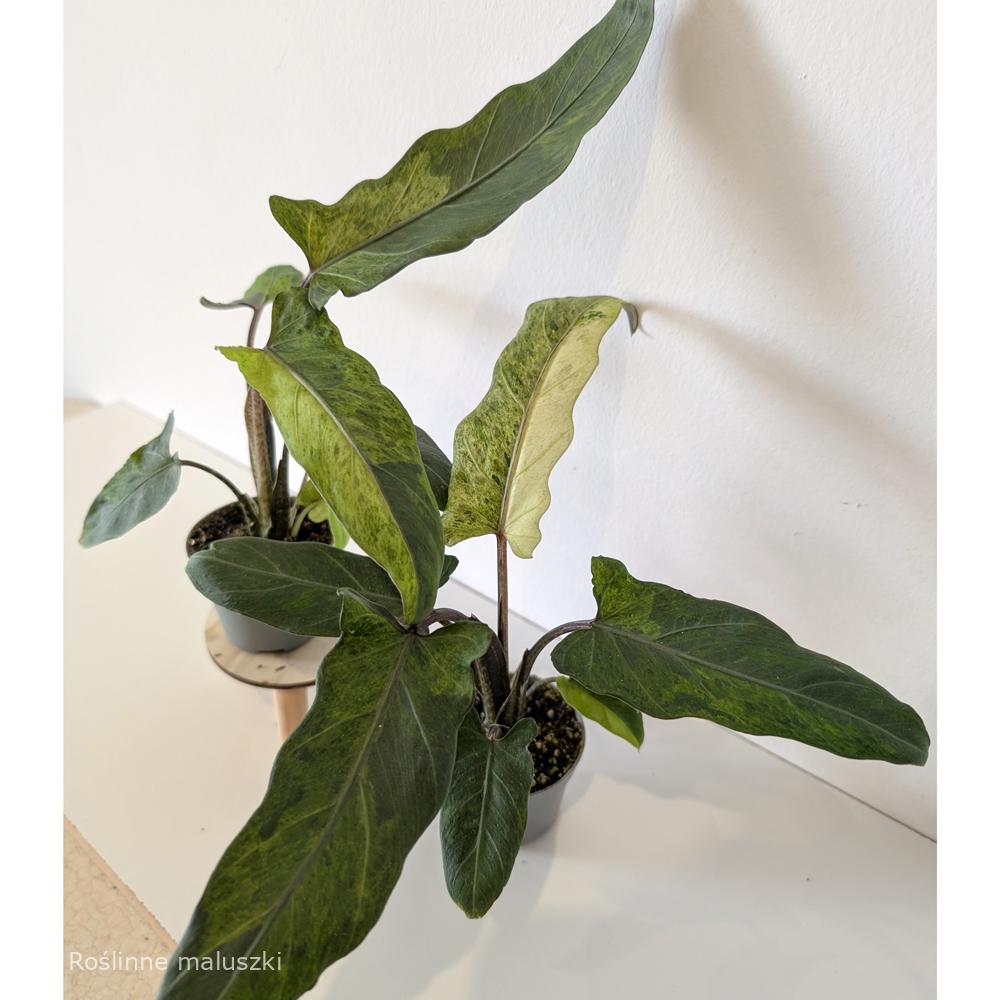 Alokazja Lauterbachiana variegata