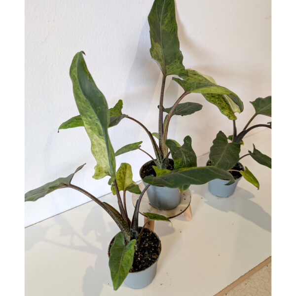 Alokazja Lauterbachiana variegata