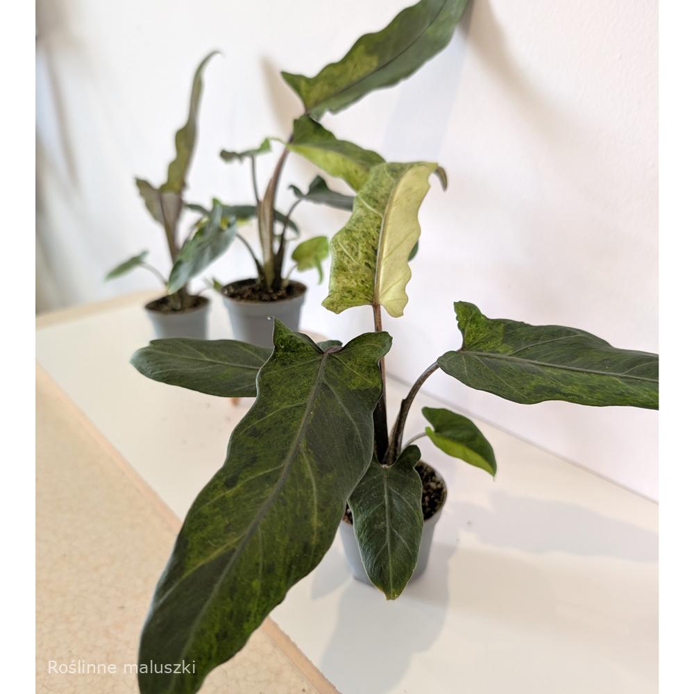 Alokazja Lauterbachiana variegata