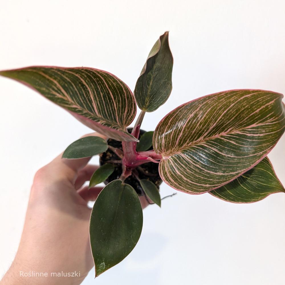 Filodendron Pink Bikini