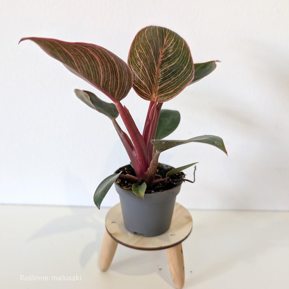 Filodendron Pink Bikini