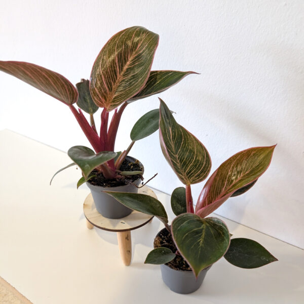 Filodendron Pink Bikini