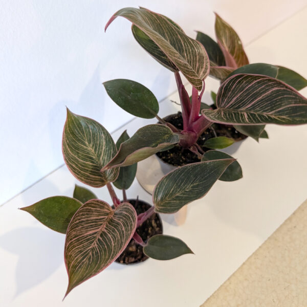 Filodendron Pink Bikini