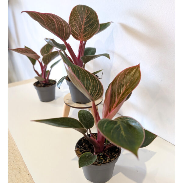 Filodendron Pink Bikini