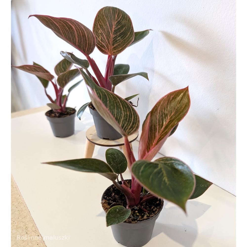 Filodendron Pink Bikini