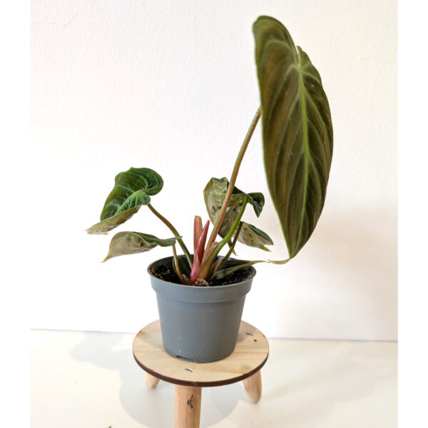 Filodendron El Choco Red