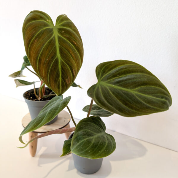 Filodendron El Choco Red