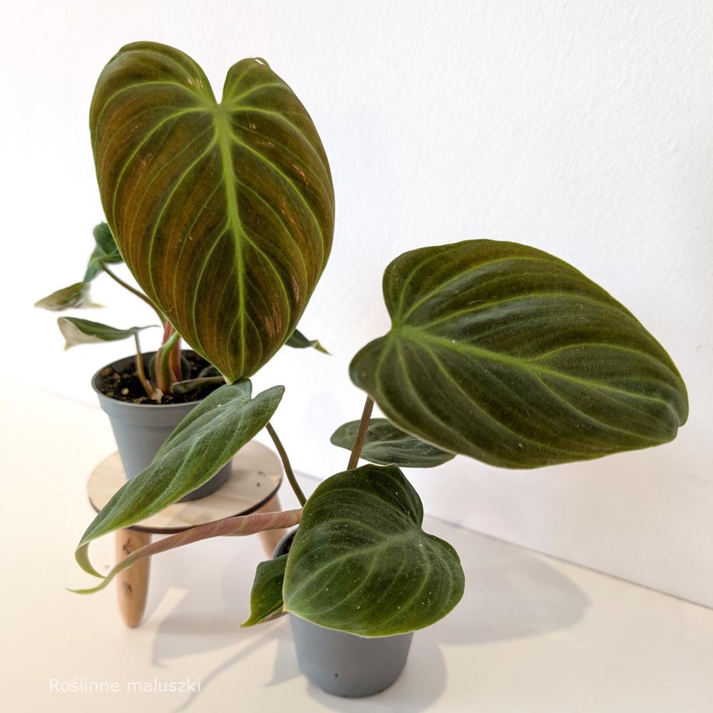 Filodendron El Choco Red