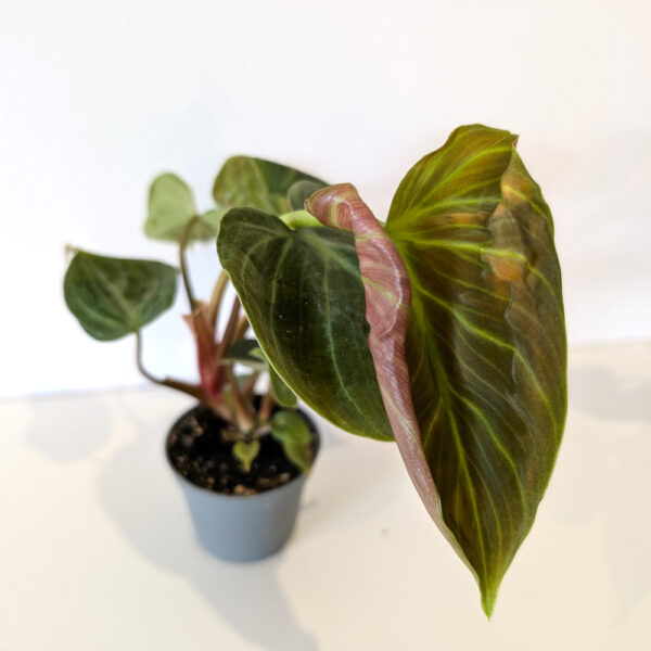 Filodendron El Choco Red