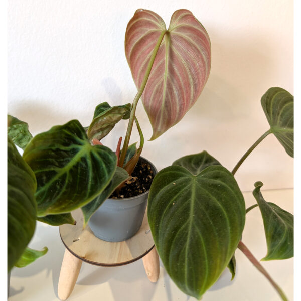 Filodendron El Choco Red