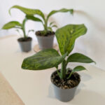 Dieffenbachia Crocodile-difenbachia