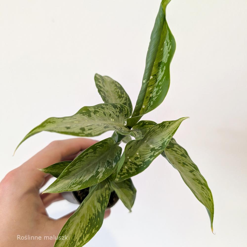 Dieffenbachia Tropic Snow